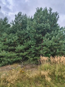 Działka rolno-leśna 2,12 ha w Kolembrodach, zadrzewiony teren z drewnianą amboną